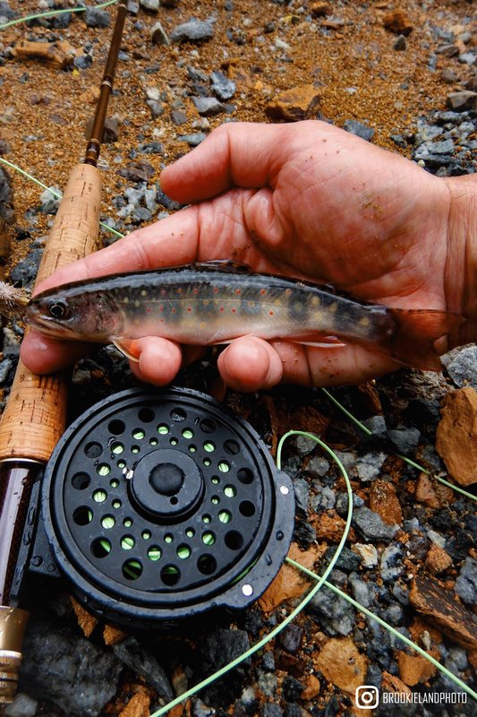 Trout in Wilson Creek